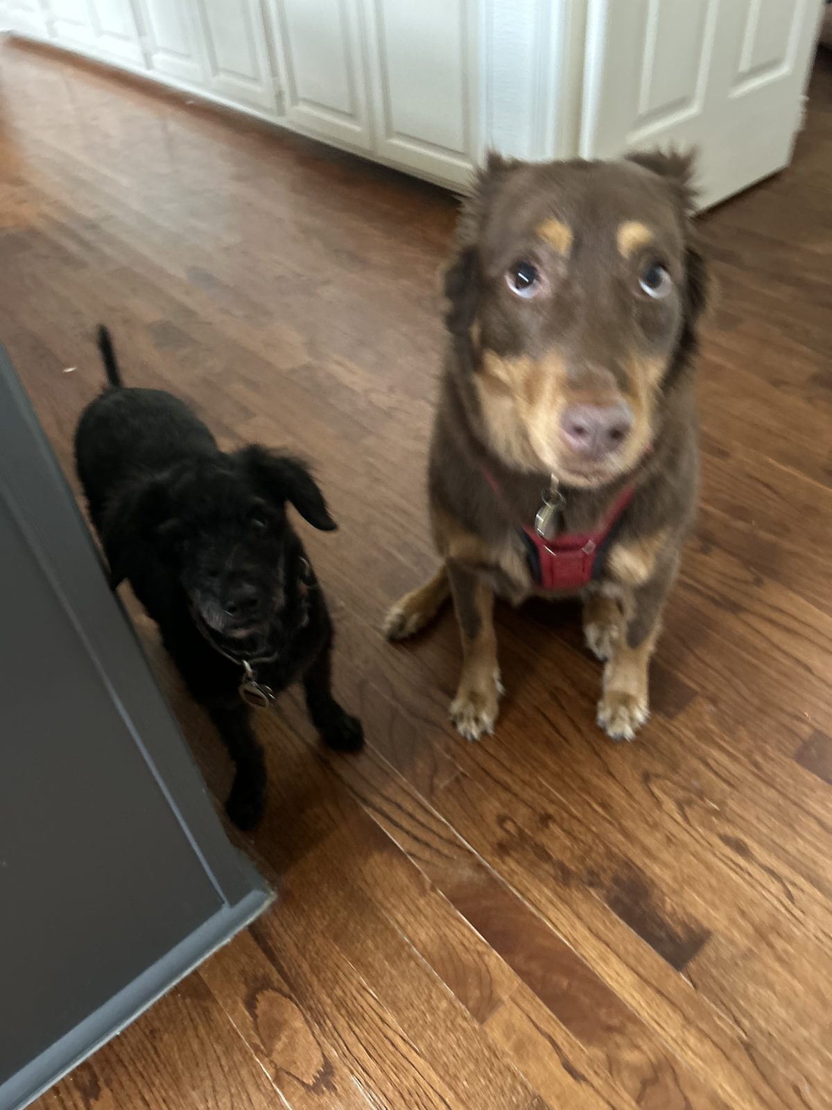 Two dogs on a wood floor